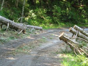 clearing_a_path