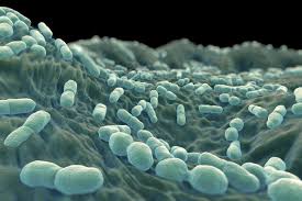 listeria