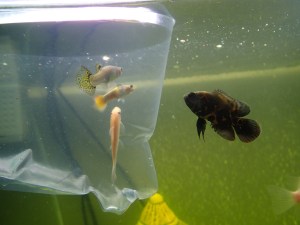 goldfish
